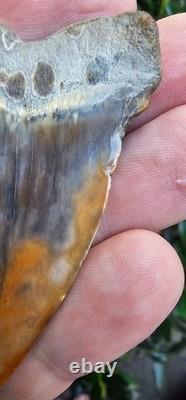 Peruvian Hubbelli shark tooth fossil transitional Great White not Megalodon