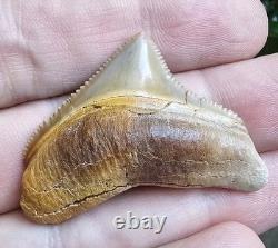 Peruvian Posterior Chubutensis Shark Tooth Fossil Not Megalodon Great White Peru