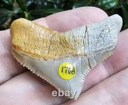 Peruvian Posterior Chubutensis Shark Tooth Fossil Not Megalodon Great White Peru