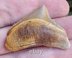 Peruvian Posterior Chubutensis Shark Tooth Fossil Not Megalodon Peru
