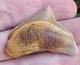 Peruvian Posterior Chubutensis Shark Tooth Fossil Not Megalodon Peru