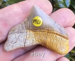 Peruvian Posterior Chubutensis Shark Tooth Fossil Not Megalodon Peru