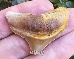 Peruvian Posterior Chubutensis Shark Tooth Fossil Not Megalodon Peru
