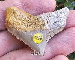 Peruvian Posterior Chubutensis Shark Tooth Fossil Not Megalodon Peru