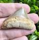 Peruvian Posterior Megalodon Shark Tooth Fossil Not Chubutensis Peru