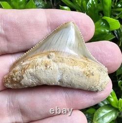 Peruvian Posterior Megalodon Shark Tooth Fossil Not Chubutensis Peru