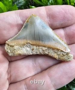 Peruvian Posterior Megalodon Shark Tooth Fossil Not Chubutensis Peru