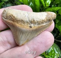 Peruvian Posterior Megalodon Shark Tooth Fossil Not Chubutensis Peru