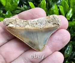 Peruvian Posterior Megalodon Shark Tooth Fossil Not Chubutensis Peru