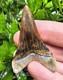 Peruvian Transitional Shark Tooth Fossil Carcharodon Hubbelli Not Megalodon Mako