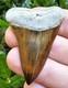 Peruvian Transitional Shark Tooth Fossil Carcharodon Hubbelli Not Megalodon Mako