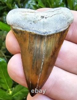 Peruvian Transitional Shark Tooth Fossil Carcharodon Hubbelli Not Megalodon Mako