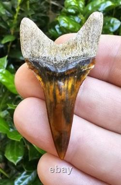 Peruvian Transitional Shark Tooth Fossil Carcharodon Hubbelli Not Megalodon Mako