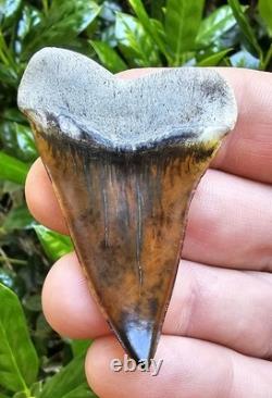 Peruvian Transitional Shark Tooth Fossil Carcharodon Hubbelli Not Megalodon Mako