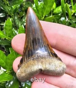 Peruvian Transitional Shark Tooth Fossil Carcharodon Hubbelli Not Megalodon Mako