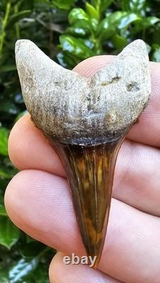Peruvian Transitional Shark Tooth Fossil Carcharodon Hubbelli Not Megalodon Mako