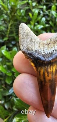 Peruvian Transitional Shark Tooth Fossil Carcharodon Hubbelli Not Megalodon Mako