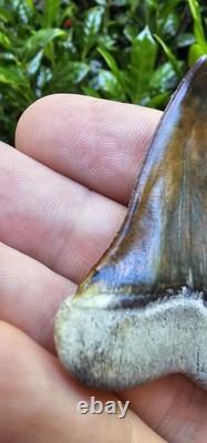 Peruvian Transitional Shark Tooth Fossil Carcharodon Hubbelli Not Megalodon Mako