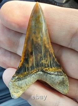 Peruvian Transitional Shark Tooth Fossil Carcharodon Hubbelli Not Megalodon Mako