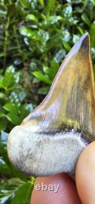 Peruvian Transitional Shark Tooth Fossil Carcharodon Hubbelli Not Megalodon Mako
