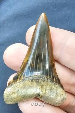 Peruvian Transitional Shark Tooth Fossil Carcharodon Hubbelli Not Megalodon Mako