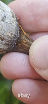 Peruvian Transitional Shark Tooth Fossil Carcharodon Hubbelli Not Megalodon Mako