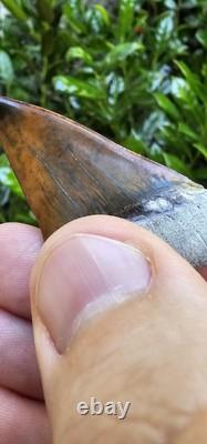 Peruvian Transitional Shark Tooth Fossil Carcharodon Hubbelli Not Megalodon Mako