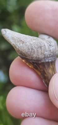 Peruvian Transitional Shark Tooth Fossil Carcharodon Hubbelli Not Megalodon Mako