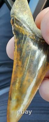 Peruvian Transitional Shark Tooth Fossil Carcharodon Hubbelli Not Megalodon Mako