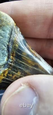 Peruvian Transitional Shark Tooth Fossil Carcharodon Hubbelli Not Megalodon Mako