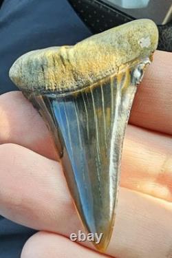 Peruvian Transitional Shark Tooth Fossil Carcharodon Hubbelli Not Megalodon Mako
