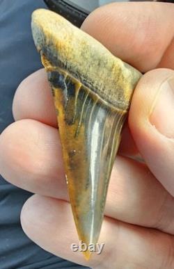 Peruvian Transitional Shark Tooth Fossil Carcharodon Hubbelli Not Megalodon Mako