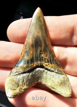 Peruvian Transitional Shark Tooth Fossil Carcharodon Hubbelli Not Megalodon Mako