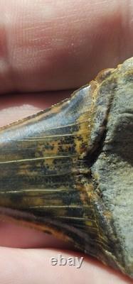 Peruvian Transitional Shark Tooth Fossil Carcharodon Hubbelli Not Megalodon Mako