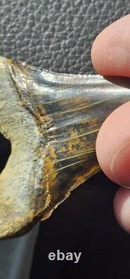 Peruvian Transitional Shark Tooth Fossil Carcharodon Hubbelli Not Megalodon Mako