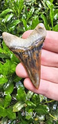 Peruvian Transitional Shark Tooth Fossil Carcharodon Hubbelli Not Megalodon Mako