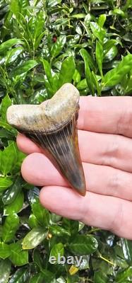 Peruvian Transitional Shark Tooth Fossil Carcharodon Hubbelli Not Megalodon Mako
