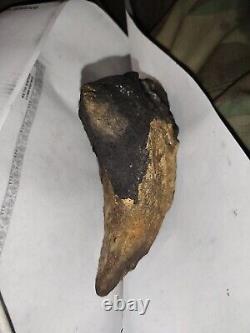 Petrified Megalodon Tooth