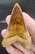 Phenomenal Peruvian Chubutensis Shark Tooth Fossil Not Megalodon Peru