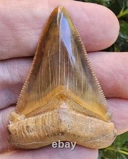 Phenomenal Peruvian Chubutensis Shark Tooth Fossil Not Megalodon Peru