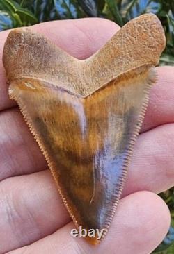 Phenomenal Peruvian Chubutensis Shark Tooth Fossil Not Megalodon Peru