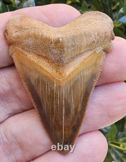 Phenomenal Peruvian Chubutensis Shark Tooth Fossil Not Megalodon Peru