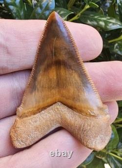 Phenomenal Peruvian Chubutensis Shark Tooth Fossil Not Megalodon Peru