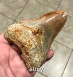 Phenomenally Gorgeous 4.51 x 3.27 Indonesian Megalodon Shark Tooth Fossil