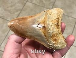 Phenomenally Gorgeous 4.51 x 3.27 Indonesian Megalodon Shark Tooth Fossil
