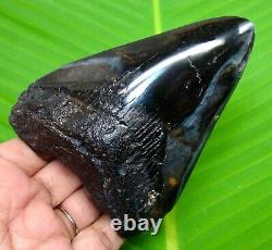 Polished Megalodon Shark Tooth 4.02 Inches Real Fossil Not Replica