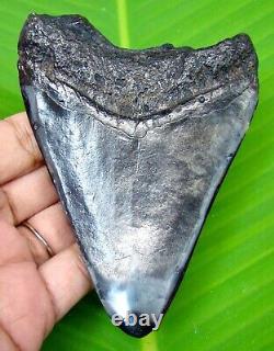 Polished Megalodon Shark Tooth 4.02 Inches Real Fossil Not Replica