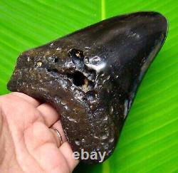 Polished Megalodon Shark Tooth 4.94 Inches Real Fossil Not Replica