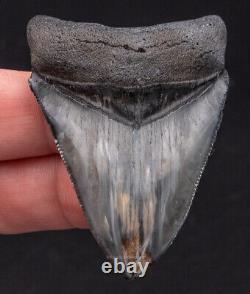 Polished Venice Megalodon Shark Tooth 2.38 1679