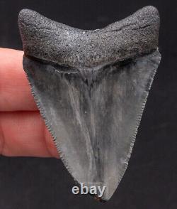 Polished Venice Megalodon Shark Tooth 2.38 1679
